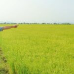 Kỳ lạ: Khu đất ở làng gốm Chăm Bàu Trúc múc lên rồi lại tự đầy