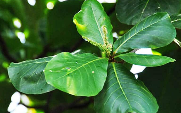 Uống nước lá bàng có tác dụng gì?