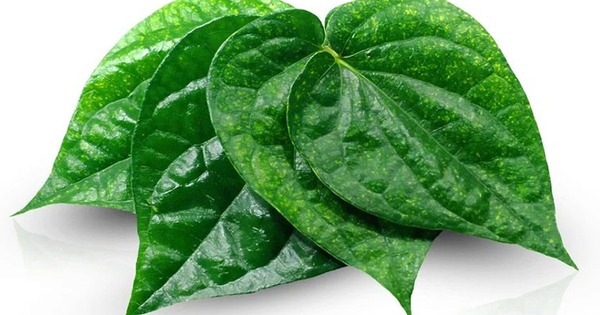 11 công dụng của lá trầu không với sức khỏe