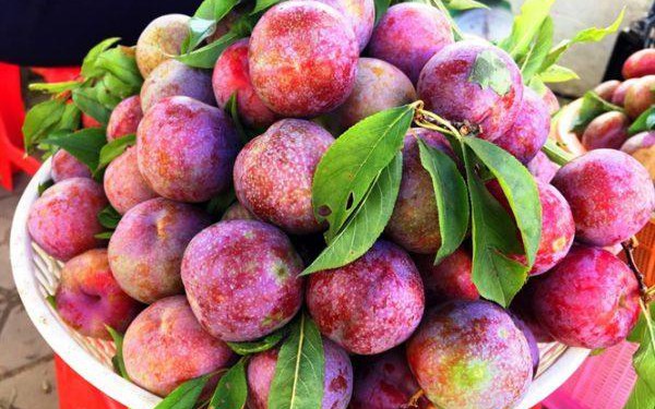 Cách pha chế 5 công thức nước mận thơm ngon tăng cường miễn dịch trong mùa nóng- Ảnh 2. 11 lợi ích sức khỏe của quả mận ít người biết