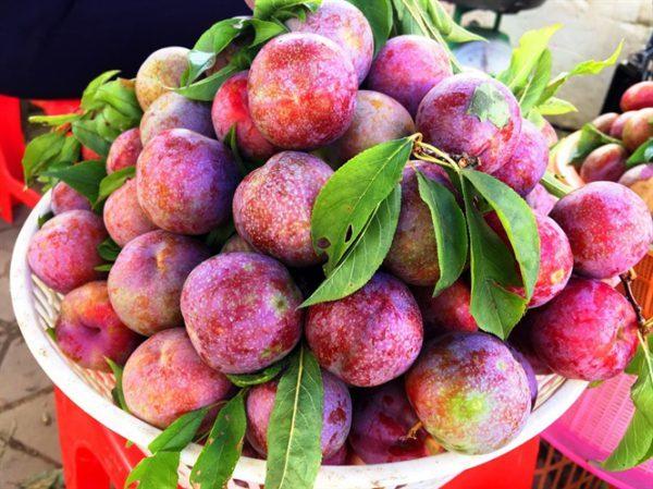 Lý do quả mận là 'siêu thực phẩm' tốt cho da và tóc- Ảnh 1.