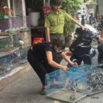 Cảnh báo nạn săn bắt chim để nuôi làm cảnh có thể bị xử phạt nặng