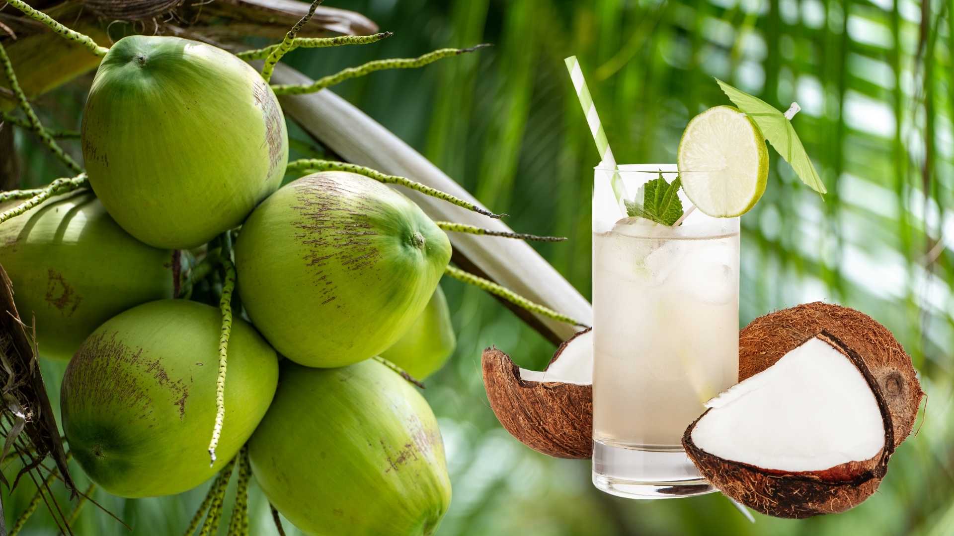 8 thức uống lành mạnh giúp bổ sung nước, bảo vệ sức khỏe trong ngày hè- Ảnh 1. 8 thức uống lành mạnh giúp bổ sung nước, bảo vệ sức khỏe trong ngày hè- Ảnh 1.