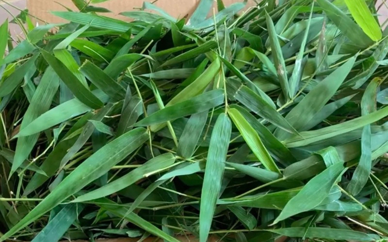 Thực hư về công dụng