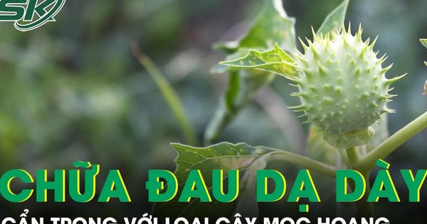 Cà độc dược chữa đau dạ dày, nhưng coi chừng ‘con dao hai lưỡi’