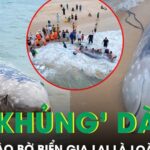 Lai lịch bất ngờ của cá ‘khủng’ dài 4m, nặng khoảng 2 tấn vừa dạt vào bờ biển Gia Lai