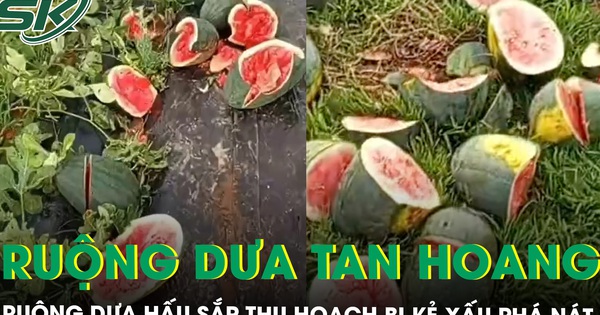Ruộng dưa hấu sắp thu hoạch của người nông dân nghèo bị phá nát, khổ chủ tiết lộ từng bị đe dọa