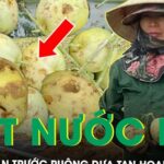 Đắng nghẹn giọt nước mắt của nông dân trước ruộng dưa tan hoang sau một đêm mưa đá