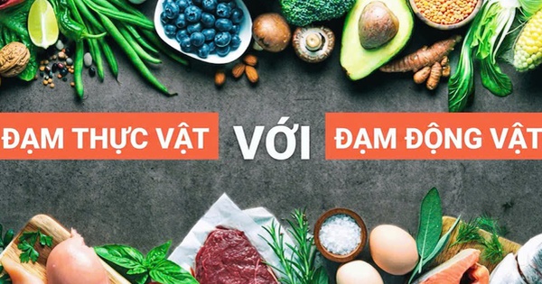 Protein từ động vật hay thực vật tốt hơn cho sức khỏe người cao tuổi?