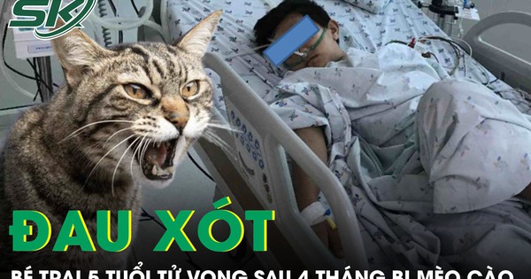 Đau xót: Bé trai 5 tuổi tử vong sau 4 tháng bị mèo cào