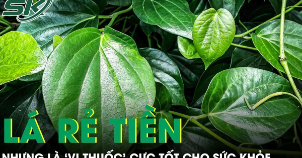 Loại lá rẻ tiền mọc khắp Việt Nam nhưng là ‘vị thuốc’ cực tốt cho sức khỏe