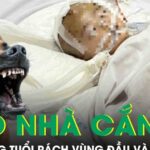 Chó nhà cắn, bé 19 tháng tuổi rách sâu vùng đầu và mặt phải cấp cứu