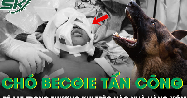 Bé 11 tuổi bị chó becgie tấn công trọng thương khi trèo vào nhà hàng xóm chơi