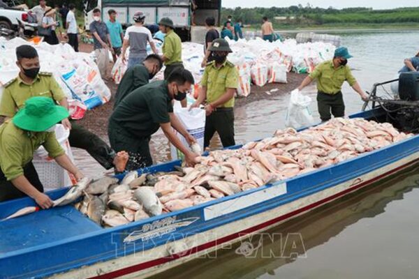 Hơn 100 tấn cá chết trên hồ Trị An
