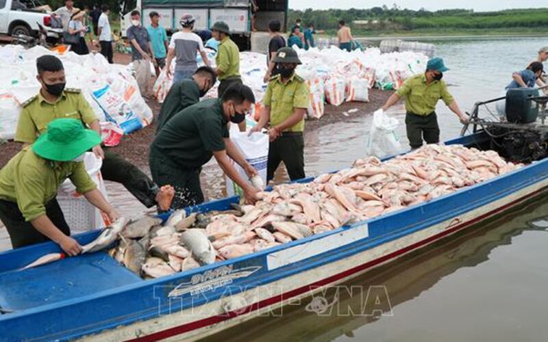 Hơn 100 tấn cá chết trên hồ Trị An