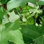 Những ai không nên ăn rau mì chính?