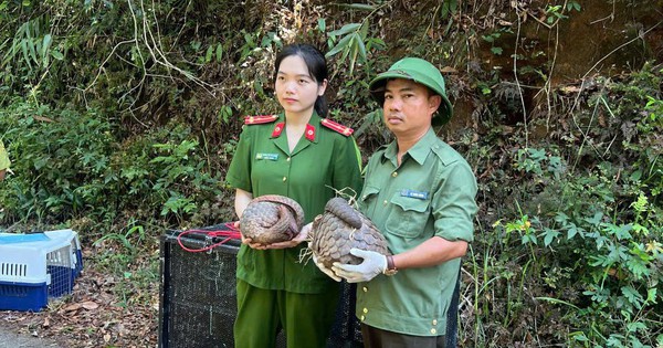 Thả 5 cá thể động vật nguy cấp, quý hiếm vào rừng ở Đắk Lắk