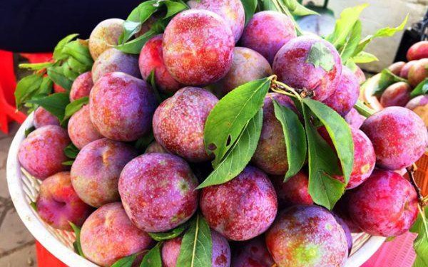 Lý do quả mận là