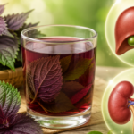 Uống nước lá tía tô mỗi ngày có ảnh hưởng đến gan và thận không?