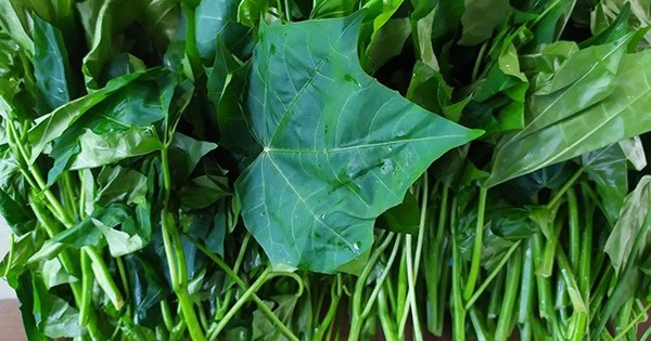 Cây rau mì chính có tác dụng gì?