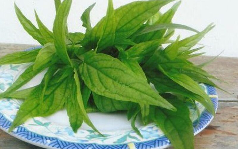 Dùng cây xương khỉ thế nào để không mất chất?