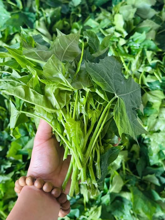 Cây rau mì chính bắt nguồn từ đâu?- Ảnh 1.