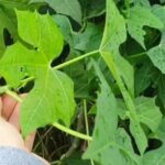 Cây rau mì chính bắt nguồn từ đâu?