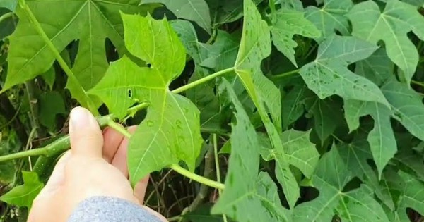 Cây rau mì chính bắt nguồn từ đâu?