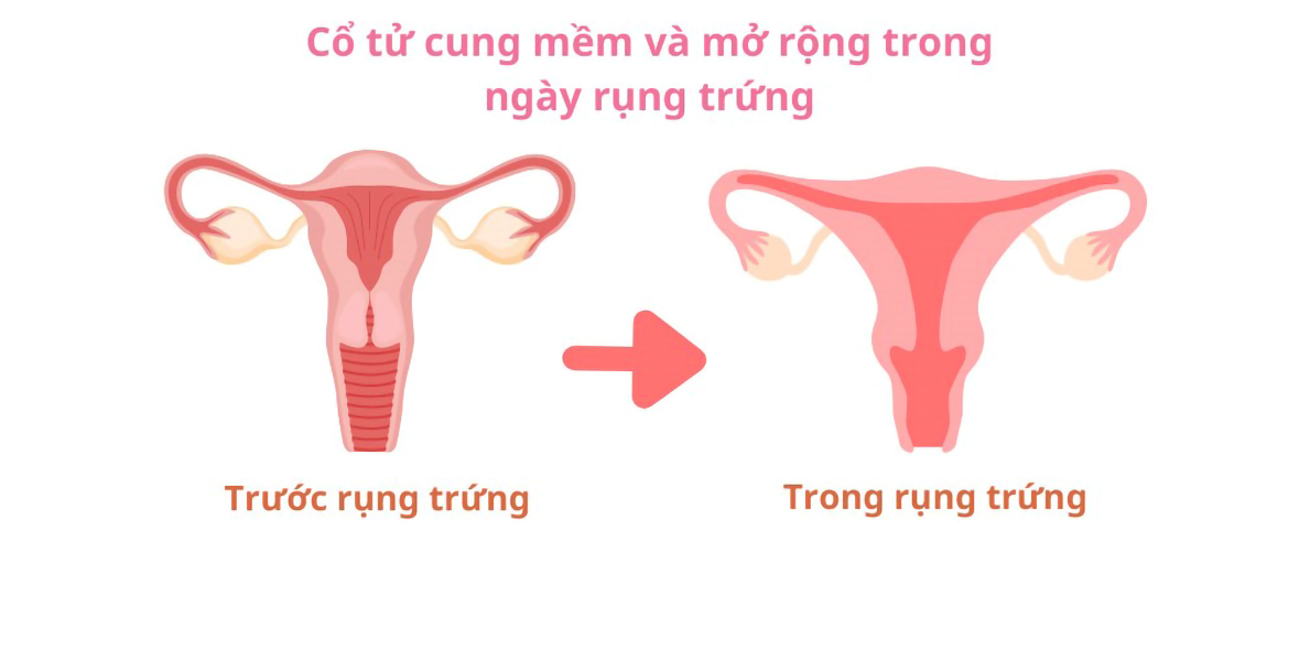 12 dấu hiệu giúp chị em nhận biết mình đang rụng trứng- Ảnh 1.