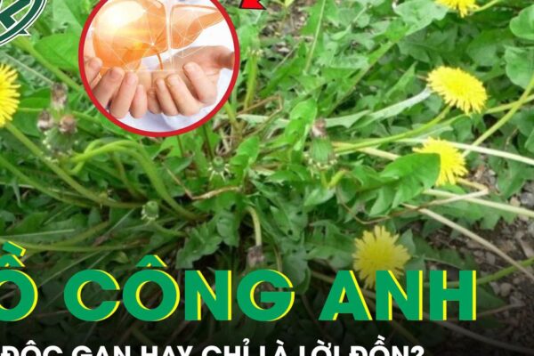 Rễ bồ công anh: ‘Thần dược’ giải độc gan hay chỉ là lời đồn?