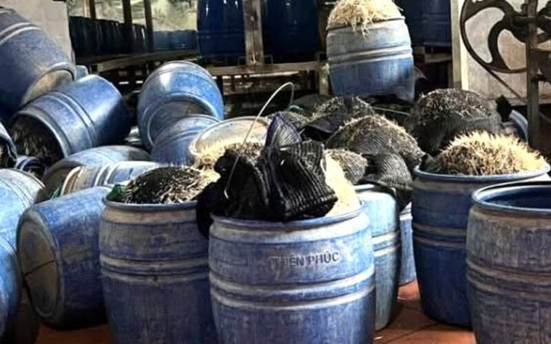 Dùng chất cấm để sản xuất giá đỗ, chủ cơ sở bị khởi tố