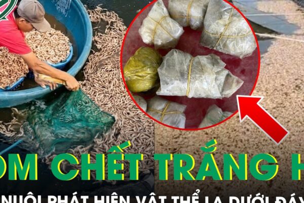 50.000 con tôm sắp thu hoạch bất ngờ chết trắng hồ, chủ nuôi tá hỏa phát hiện 8 túi đất đèn dưới đáy