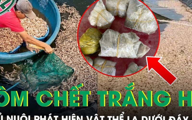 50.000 con tôm sắp thu hoạch bất ngờ chết trắng hồ, chủ nuôi tá hỏa phát hiện 8 túi đất đèn dưới đáy